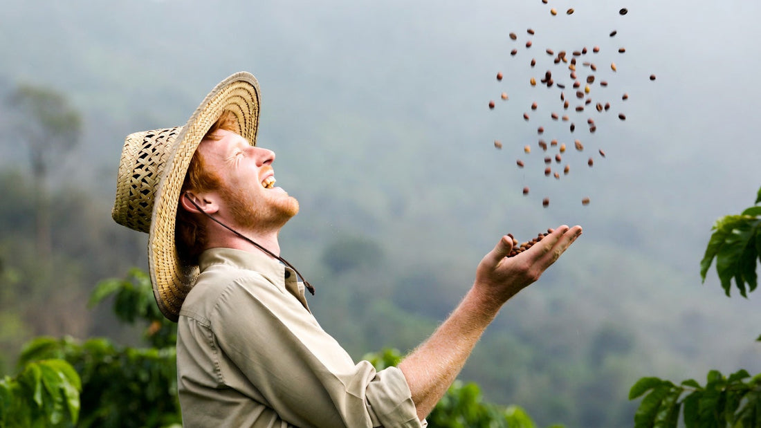 a redheaded male coffee farmer tossing up fresh coffee beans, realistic, over the shoulder view