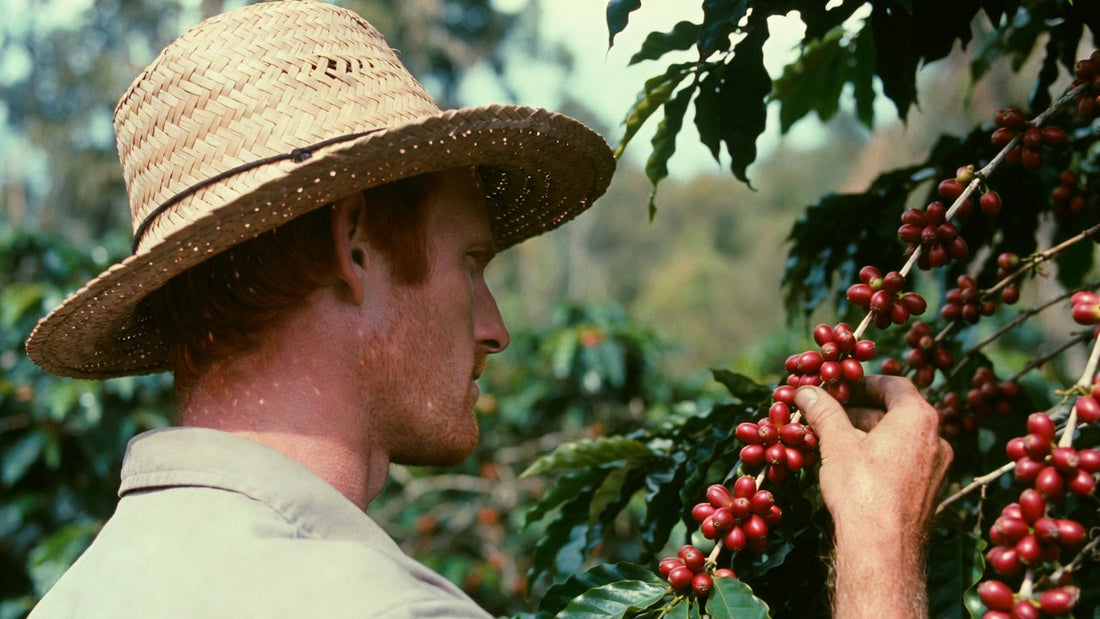 fresh picked coffee